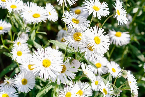 Close White Aster Flower Heads Erigeron Grass — Foto de Stock