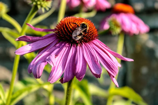 Kwiat Wschodniofioletowo Stożkowaty Echinacea Purpurea Pszczołą Zapylającą Apis Zbliżenie — Zdjęcie stockowe