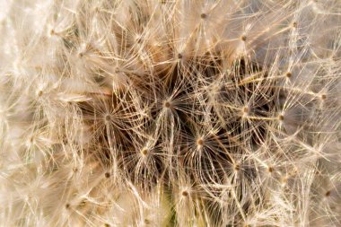 Karahindiba tohumları (Taraxacum officinale) makrosu kapat.