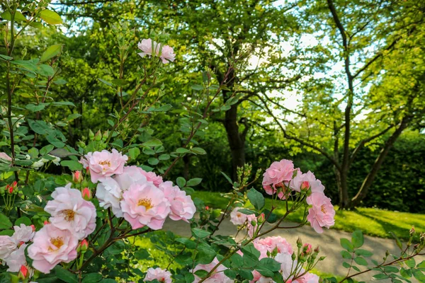 Pink Rose Blossoms Park Sunny Day Germany — Stock Photo, Image