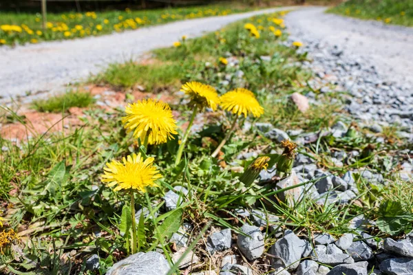 Gros Plan Fleurs Jaunes Pissenlit Taraxacum Officinale Sur Sentier Pierre — Photo