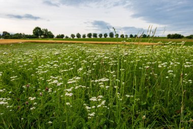 Achillea Millefolium Alanı, Almanya 'nın Bad Friedirichshall kentindeki yeşil kırsal alanda yaygın kiraz kuşu olarak da bilinir.