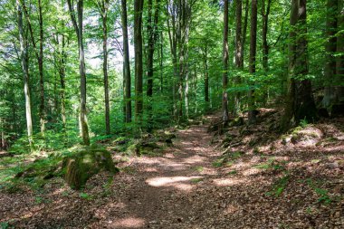 Yazın güneşli bir günde, Kirchzell, Odenwald, Almanya 'da sakin orman yolunun manzarası.