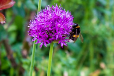 Almanya 'da yaz aylarında yeşil arkaplan karşısında mor bir Allium çiçeği üzerinde yaban arısı (Bombus), yakın çekim ve seçici odaklanma