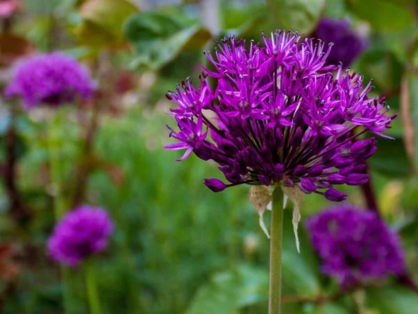 Mor Çiçekli Soğan Çiçeği Allium Giganteum Almanya Yaz Mevsiminde Yeşillik — Stok fotoğraf