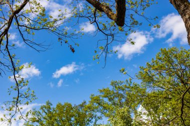 Yazın güneşli bir günde mavi gökyüzündeki ağaç dallarına bakın.