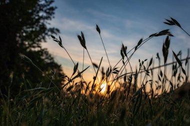 Çimlere odaklı günbatımı gökyüzü ve çayır üzerindeki tahıl siluetleri, Almanya 'da yaz aylarında topraktan manzara