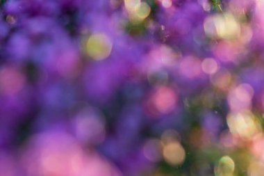 mor parlak bokeh ışıkları arka plan