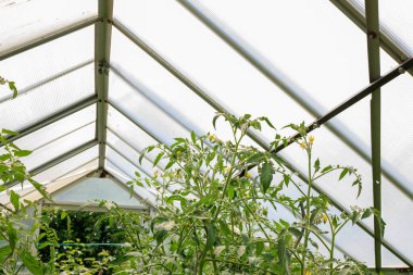 Almanya 'da yetişen yeşil sebze bahçeli sera