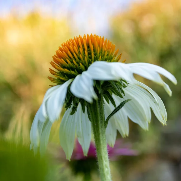 Coneflower Blanco Echinacea Purpurea También Llamado Cisne Blanco Contra Fondo — Foto de Stock