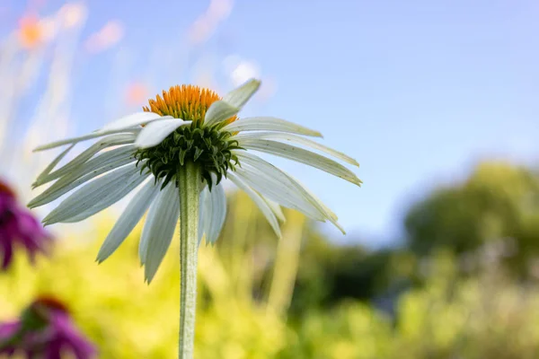 Белый Конфлоуэр Echinacea Purpurea White Swan Белоцветковая Форма Фиолетового Конфлоура — стоковое фото