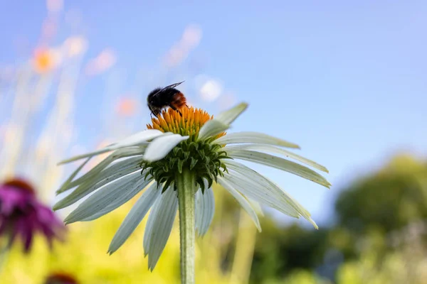 Pszczoła Apis Zapylająca Latem Niemczech Kwiat Jeżyny Białej Echinacea Purpurea — Zdjęcie stockowe