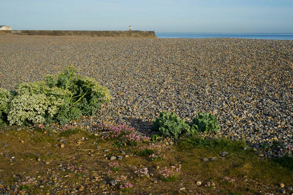 Flowers Pebble Beach Lighthouse — Stock Fotó