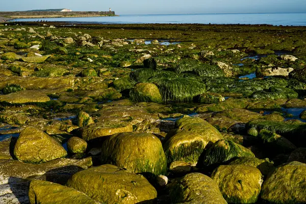 Stones Sea Green Algae — Stockfoto