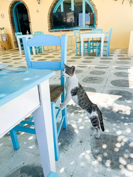 A tavern with a blue table and chairs, a cat asking for food in the tavern.