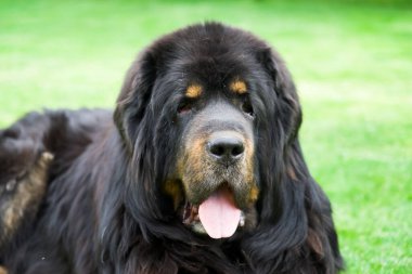 Tibetli Mastiff insanlara iyi ve nazik bir dosttur. Büyük ve tüylü bir köpek güneşteki yeşil çimlerin üzerinde uzanıyor. Büyük bir köpeğin güzel gözleri..