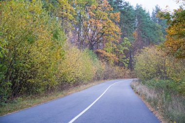 Parlak sonbahar ormanlarından geçen yol. Peri masalı rengarenk sonbahar ormanı. Yolun etrafında renkli yapraklar..