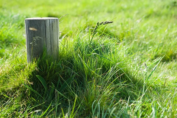 Samotny Drewniany Słupek Wysokiej Trawie Jasnozielona Wysoka Trawa Bollard — Zdjęcie stockowe