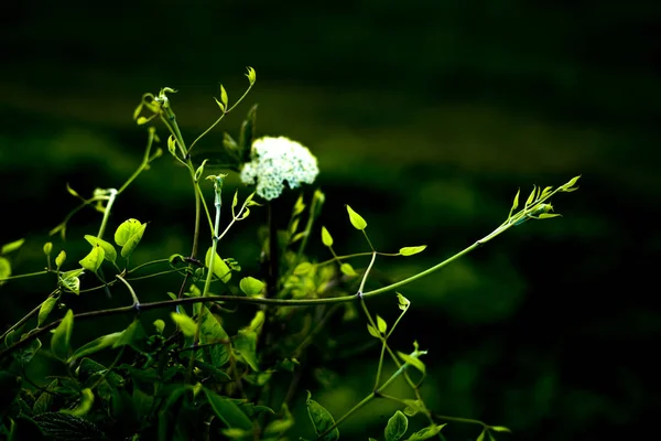 Красивый Белый Одинокий Цветок Поле Белый Цветок Фоне Зеленого — стоковое фото