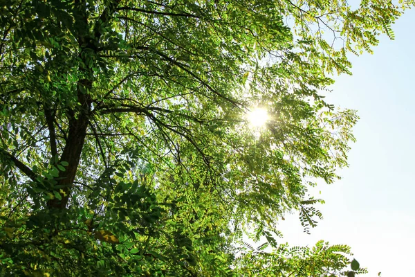 Güneş yeşil ağaç dallarında parlıyor