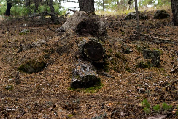 Tallbarr Tallkottar Och Stubbar Marken Hösten Selektivt Fokuserad — Stockfoto