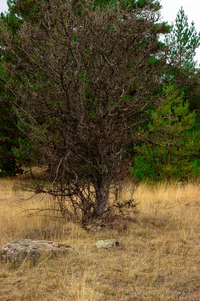 Буш Посреди Леса Осенью — стоковое фото