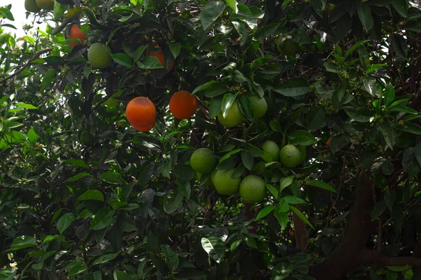 Sinaasappels Een Groene Bladsinaasappelboom Een Groep Verse Sinaasappels Boom Citrus — Stockfoto