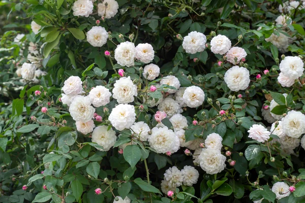 Arbusto Branco Rosas Florescendo Flores Brancas Botões Rosas Florescendo Arbusto — Fotografia de Stock