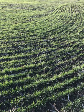 Yeşil tarım alanı. Yeşil çim tarlası. Bitki yetiştirmek için.