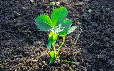 Çilek filizli çilekler, yabani otlar, fidanlıklar....