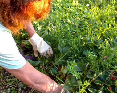 Çimleri bir orakla biçin ellerinizle, bahçeyi yabani otlardan temizleyin