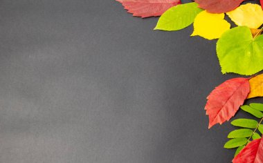 Sarı, yeşil ve kırmızı sonbahar ağacı yaprakları, elmalar.