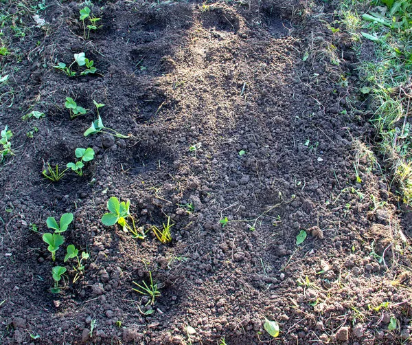 В земле на садовой кровати клубника ростки клубники, прополка — стоковое фото