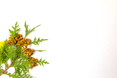 Renkli yapraklardan yapılmış, metin için yeri olan basit sonbahar çerçevesi.