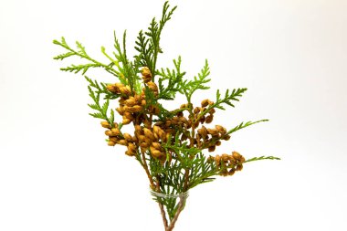 Sonbahar arkaplan üstü görünümü. Sarı kırmızı sonbahar yapraklarından çerçeve.