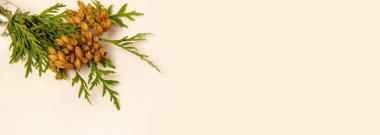 Sonbahar arkaplan üstü görünümü. Sarı kırmızı sonbahar yapraklarından çerçeve.