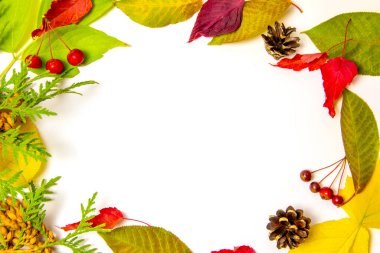 Sonbahar kompozisyonu, beyaz arkaplanda sarı, yeşil ve kırmızı yaprakların yazılı olduğu bir çerçeve şeklindedir. Yukarıdan bak. Düzen, kopyalama alanı