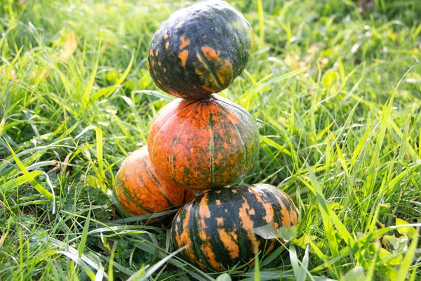 Citrouilles Jaunes Vertes Récolte Sur Herbe Nourriture Biologique Chalet Été — Photo