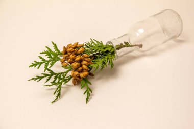 Sonbahar arkaplan üstü görünümü. Beyaz arka planda cam bir şişede ardıç. Boşluğu kopyala, düzeni kopyala.