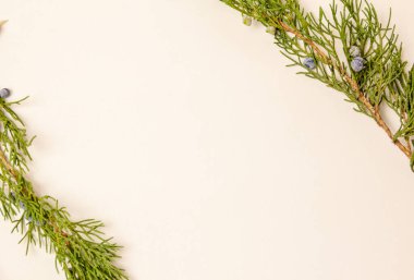 Sonbahar arkaplan üstü görünümü. Beyaz arka planda ardıç. Metin ve düzen için yer.