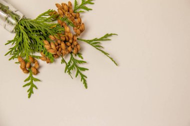 Sonbahar arkaplan üstü görünümü. Beyaz arka planda ardıç. Metin ve düzen için yer.