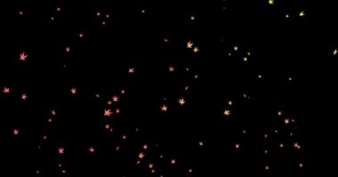 Sonbahar yapraklarının kara arka planda uçuşup düşüşünün görüntüleri. Kırmızı sarı yeşil yapraklar. Harmanlama kipi, üstüste koyma kipi, kartpostallar ve posterler için şablonlar.