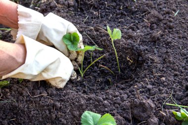 Eldivendeki eller toprağa bir çilek filizi eker, yabani otlar, filizler.