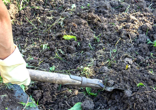 Cavar uma cama com uma pá, uma cama com no chão, capina, mudas, dacha, agricultura. — Fotografia de Stock