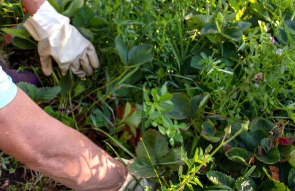 Mãos enluvadas plantar erva daninha broto de morango no chão, capina, mudas, casa de campo, agricultura — Fotografia de Stock