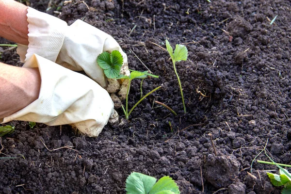 Eldivendeki eller toprağa bir çilek filizi eker, yabani otlar, filizler.
