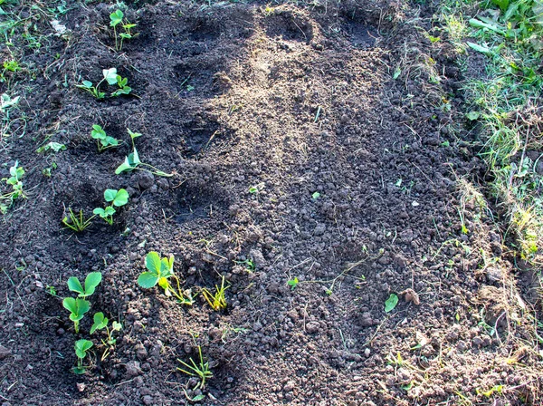 地面にイチゴの実生ベッド、雑草、苗、ダチャ、農業。有機食品だ。農業. — ストック写真