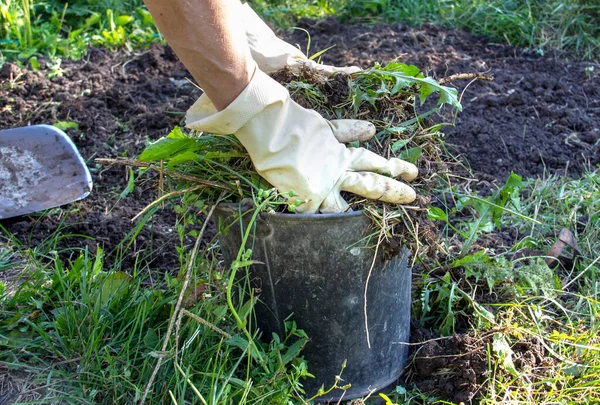 Mãos enluvadas colocar grama, ervas daninhas em balde de compostagem de ferro, capina, mudas, casa de campo, agricultura. Imagem De Stock