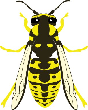 Yellowjacket Yellow Jacket Wasp Hornet Bee