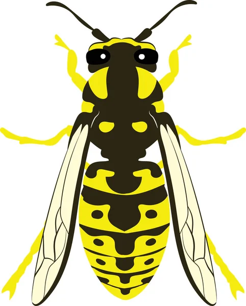 Yellowjacket Yellow Jacket Wasp Hornet Bee —  Vetores de Stock